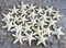 Knobby Starfish 24 Knobby Starfish White 1 1/4" to 2 1/4" Stars